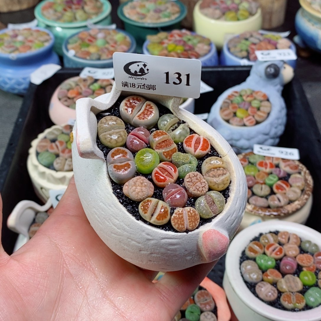 生石花花花花花花131