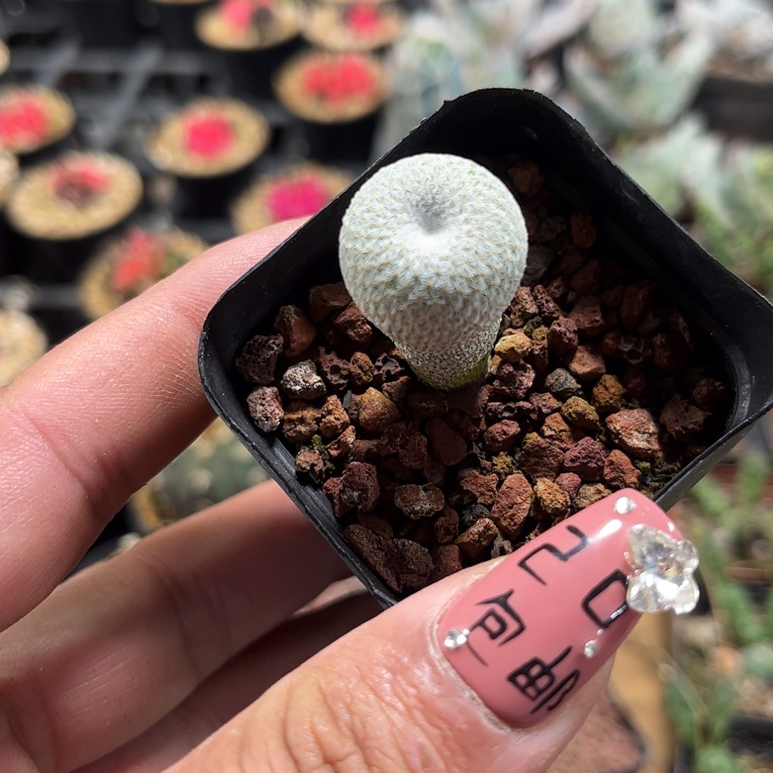 月世界单头发货单头发