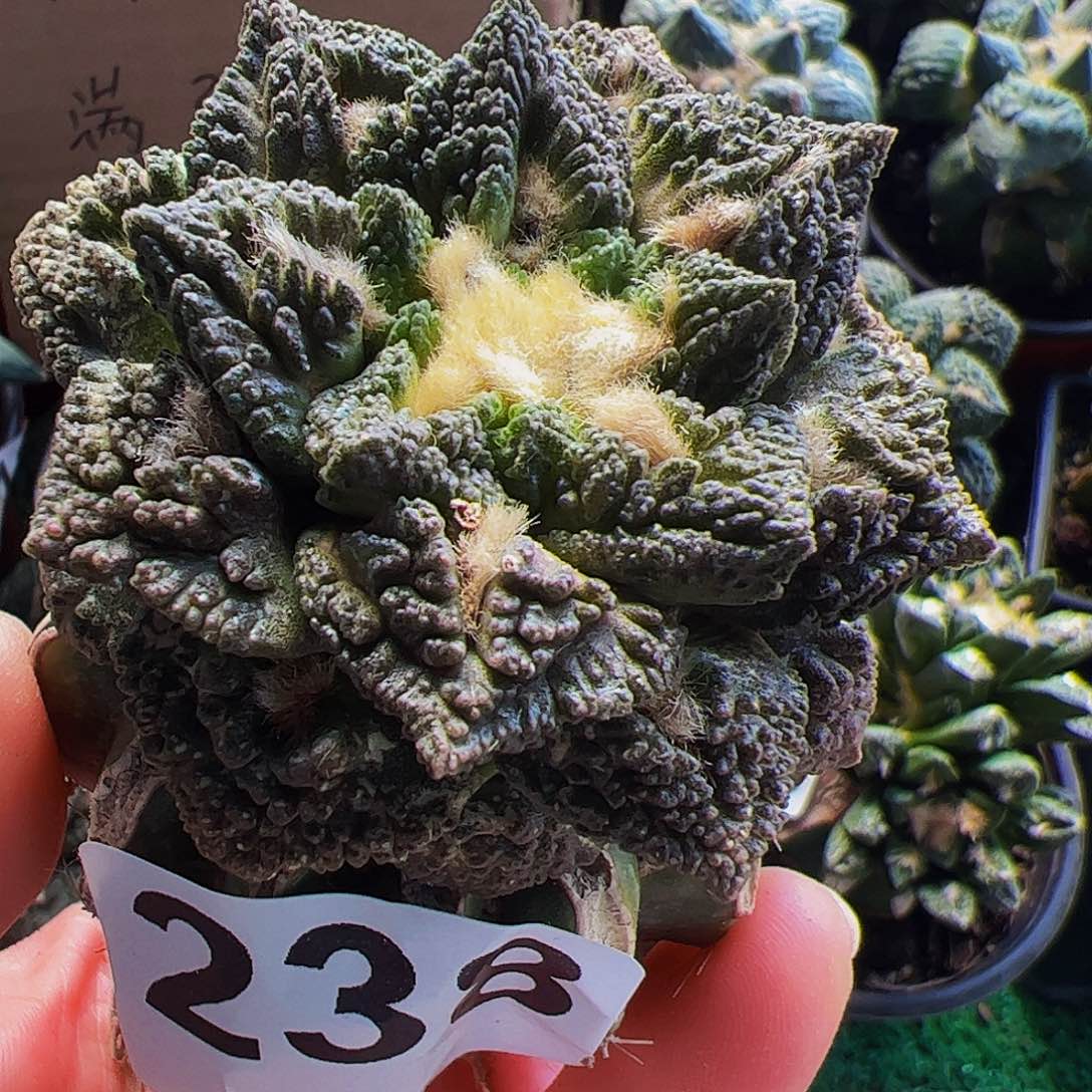 无花朵龟甲牡丹238