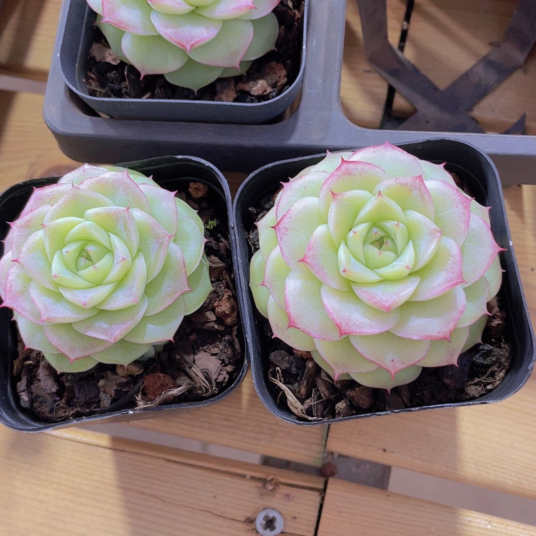 1480号 花朵麦秆单头一个