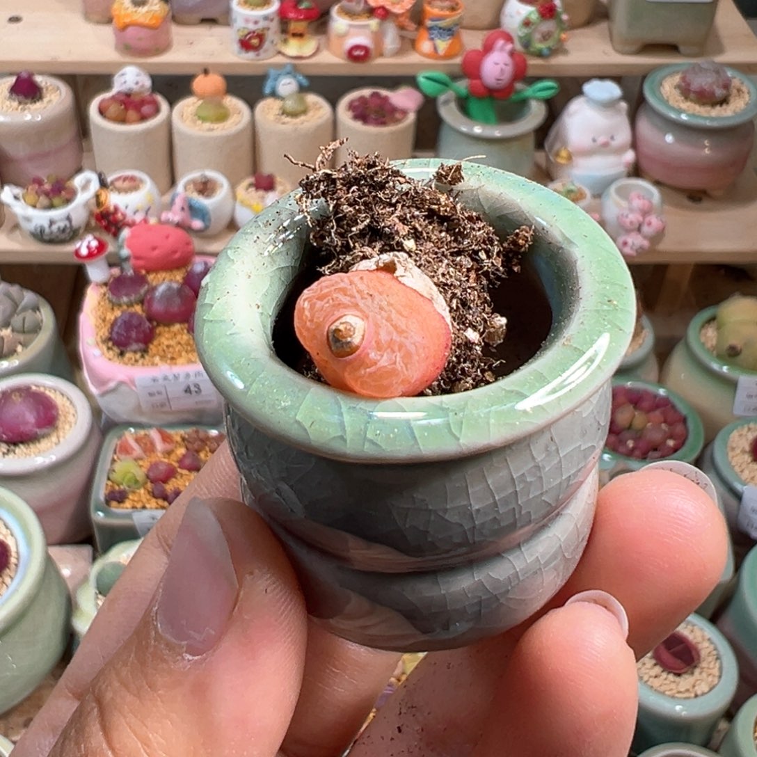 多肉植物54号种好