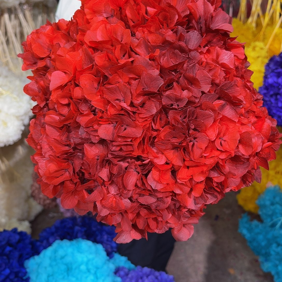 永生大叶绣球 1枝 酒红色