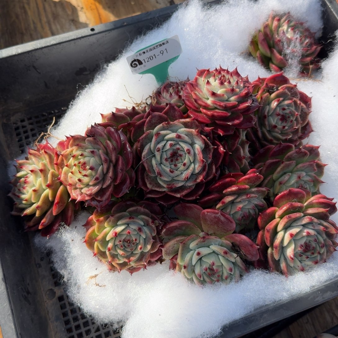 从前慢多肉精选编号1201.91