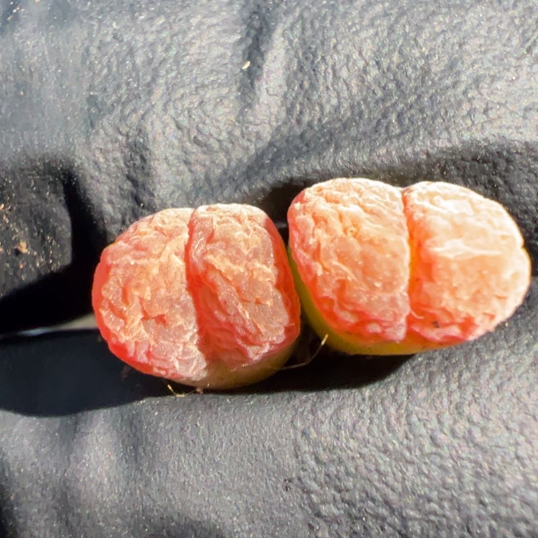 322号c10美风铃。   