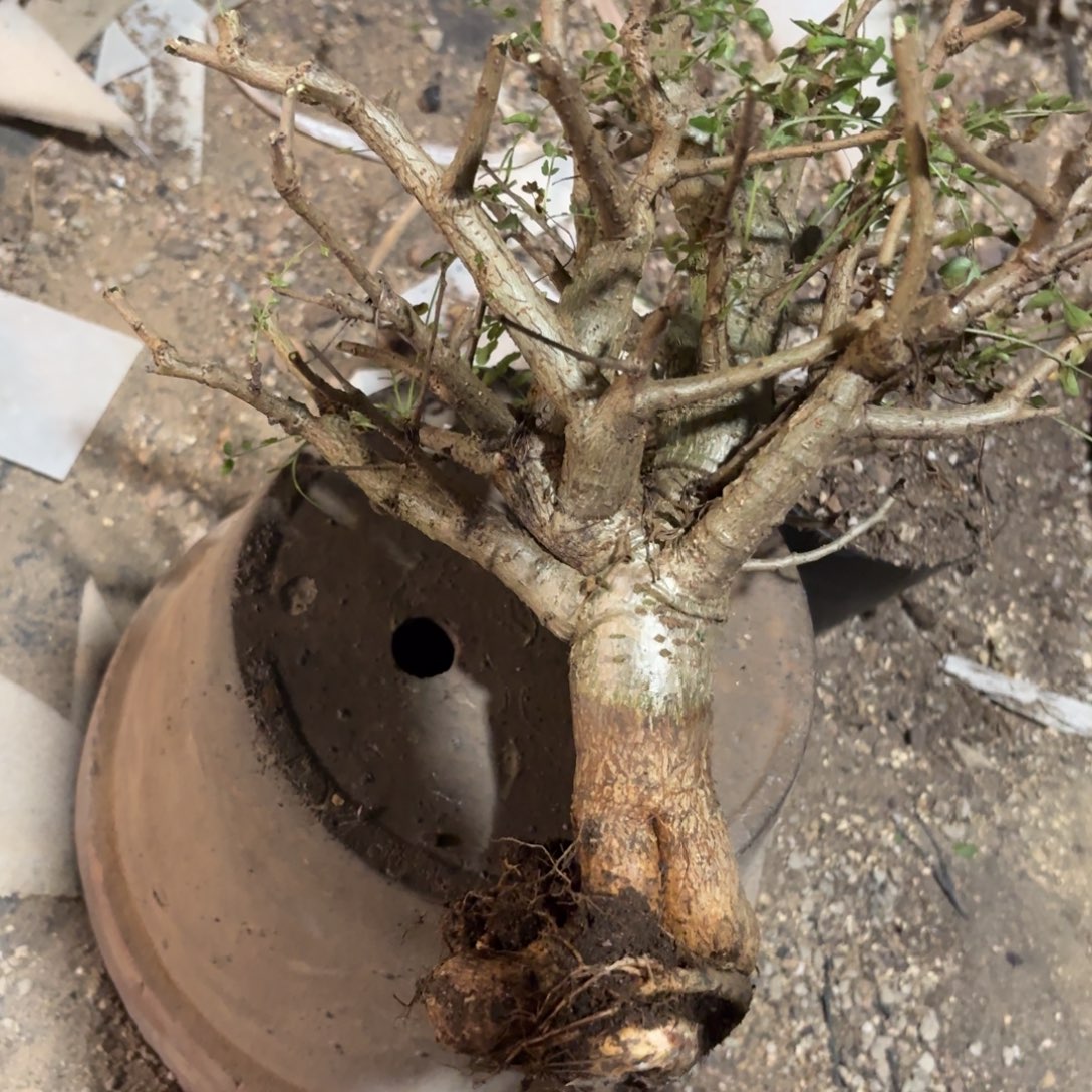 S***洲3369956999999999999