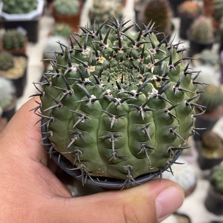 大号黑刺凤头特价