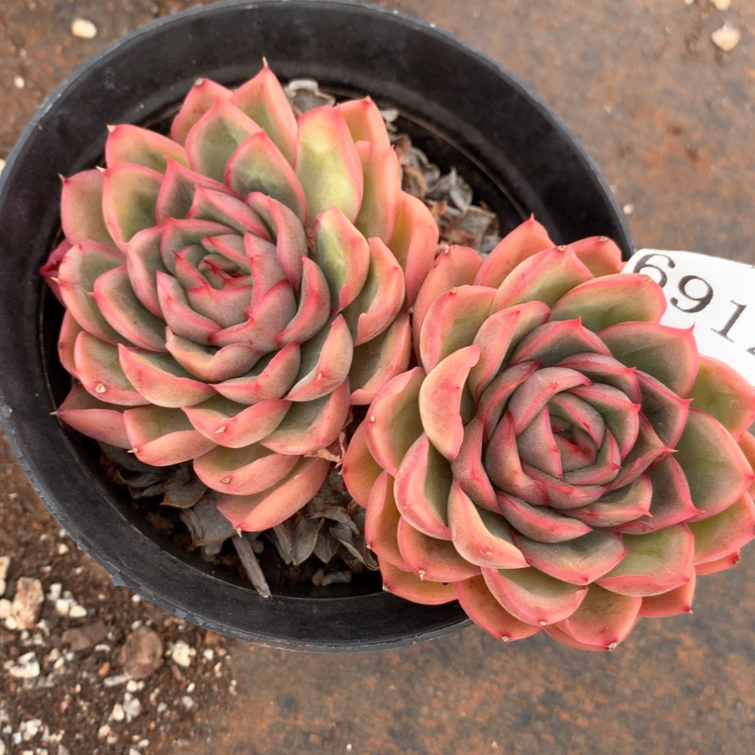 6912不包整散掉头不售后