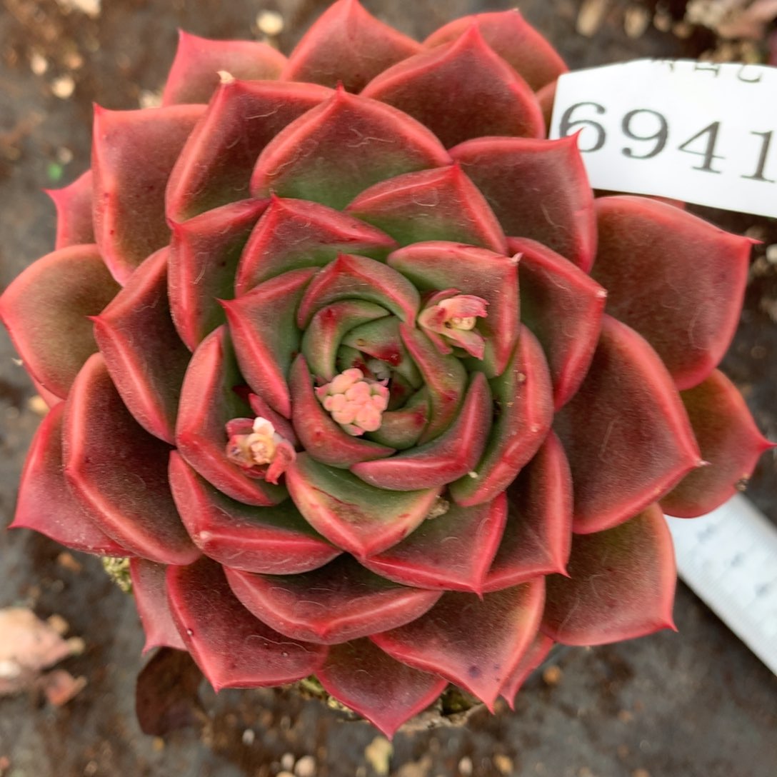 6941杂交精品基地9厘米