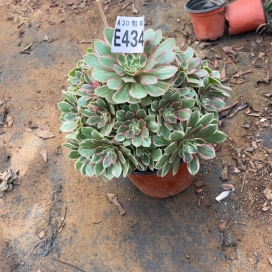 434莲花座不包断枝