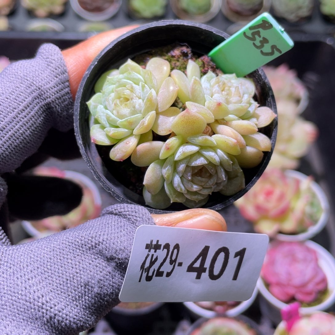 花利美29-401新品珍妮