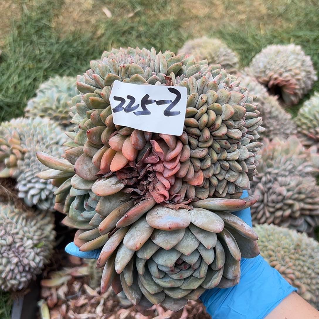 燕**?225-2橙子缀多肉瑕疵