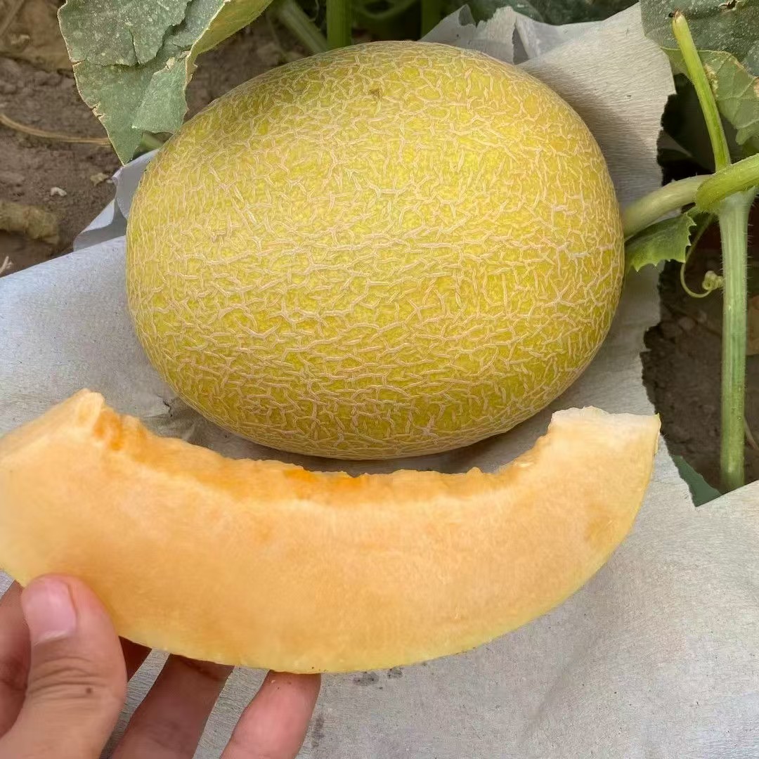 【新疆至爱】新疆直采至爱哈密瓜吐鲁番火焰山新鲜哈密瓜新疆维吾尔自治区