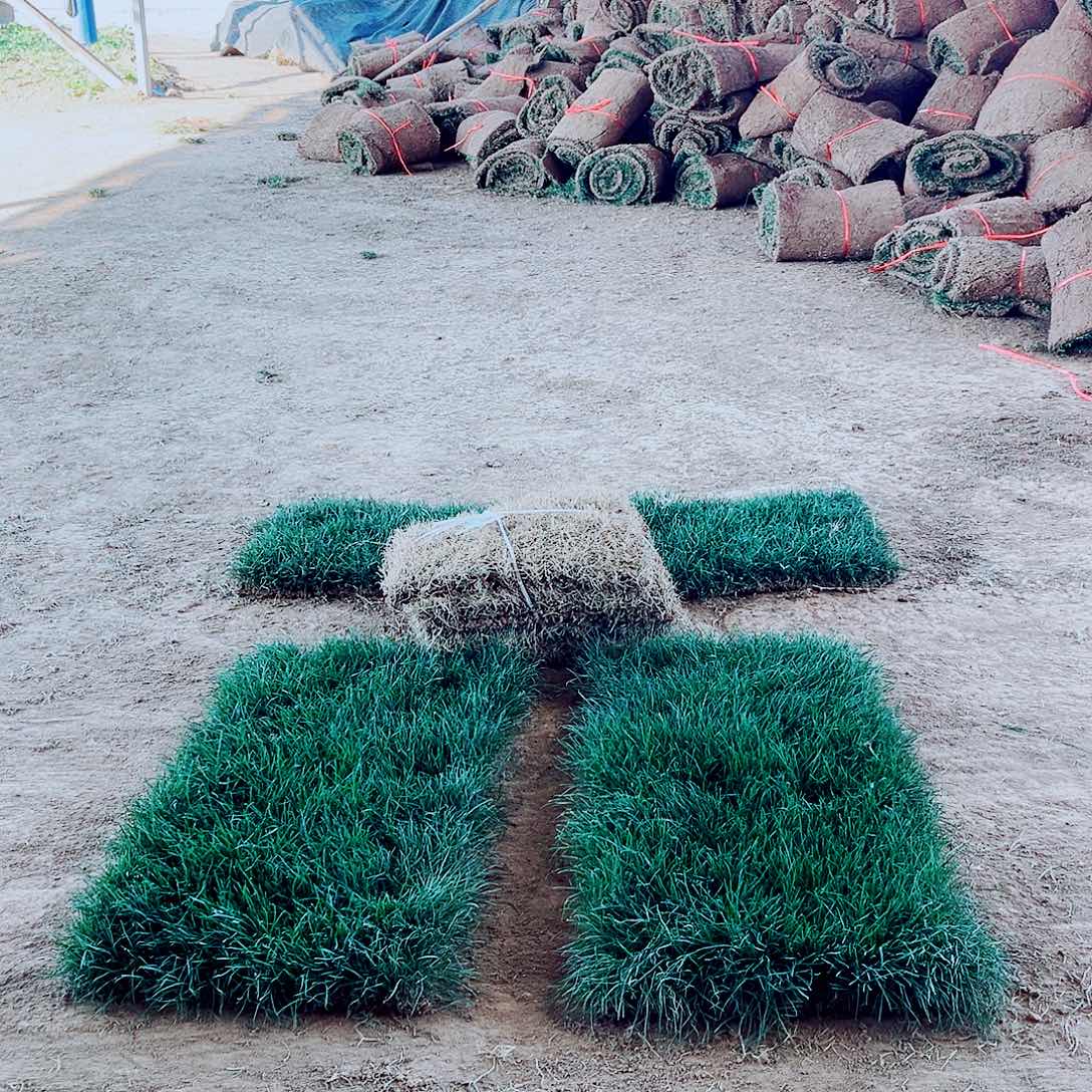 冬***淋无花朵四季青包邮