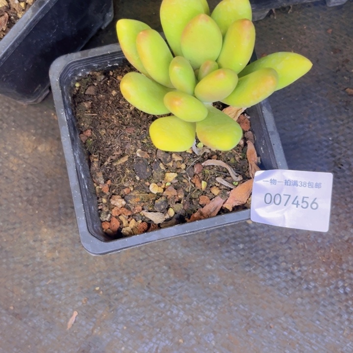 称***意多肉一物一拍7456