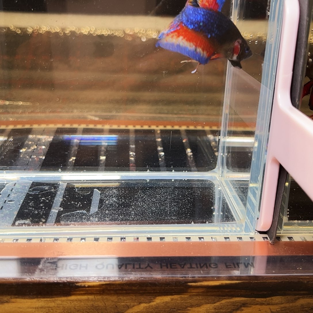 p***g海水鱼宙斯斗鱼竞拍12-09