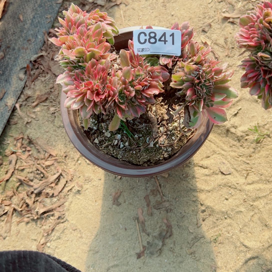 841女神缀化多肉植物法师