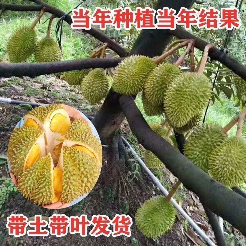榴莲树苗四季泰国金枕头猫山王榴莲苗盆栽地栽南方可种植当年结果