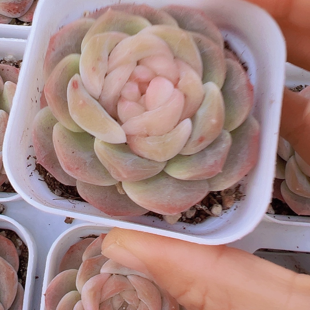 良辰19包邮多肉植物