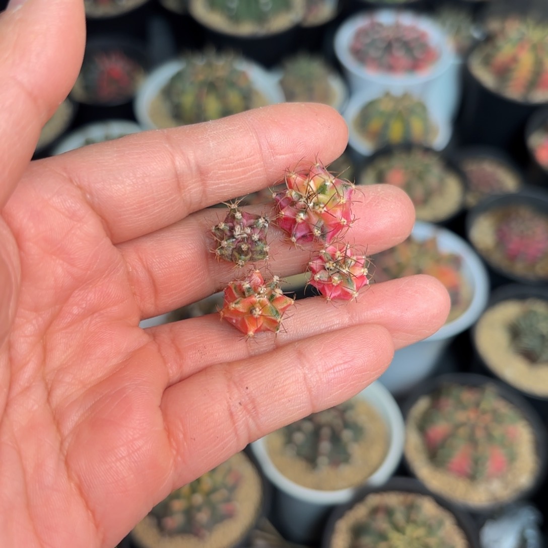 泰系米哈侧牙自己发根仙人球