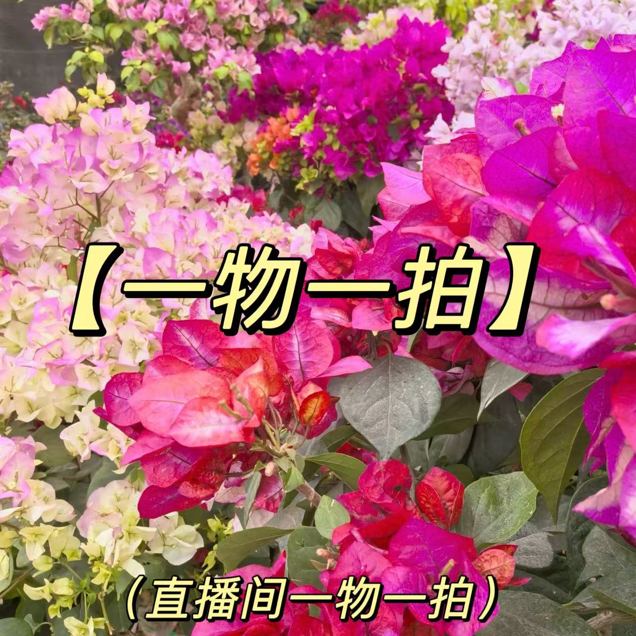 【15】三角室内室外阳台庭院种植好养易活爬藤耐旱盆栽单盆