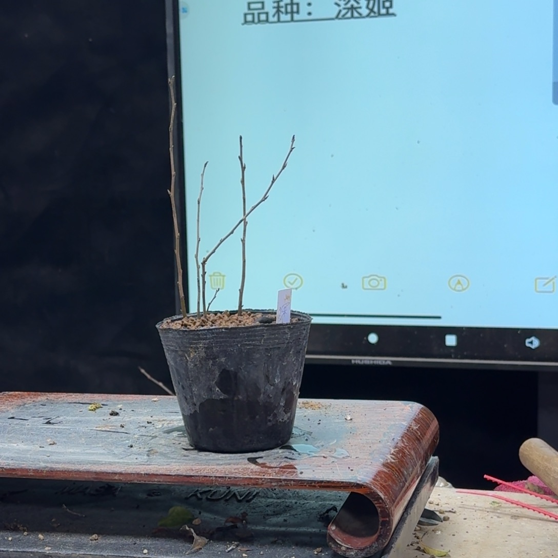 盆景不包邮顺丰到付百****6435