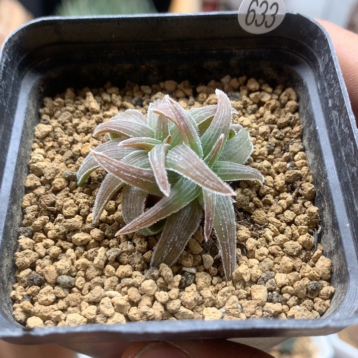 短叶块根寿双头带盆