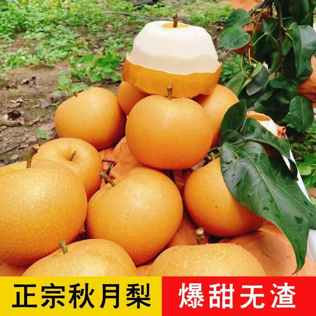 正宗秋月梨脆甜多汁当季新鲜水果细腻无渣