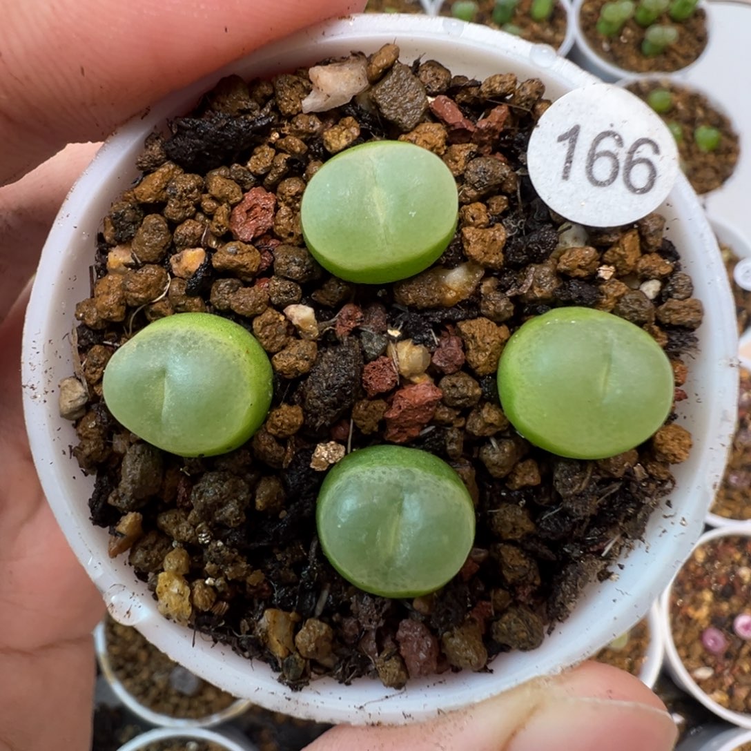 拉登一颗脱土166000