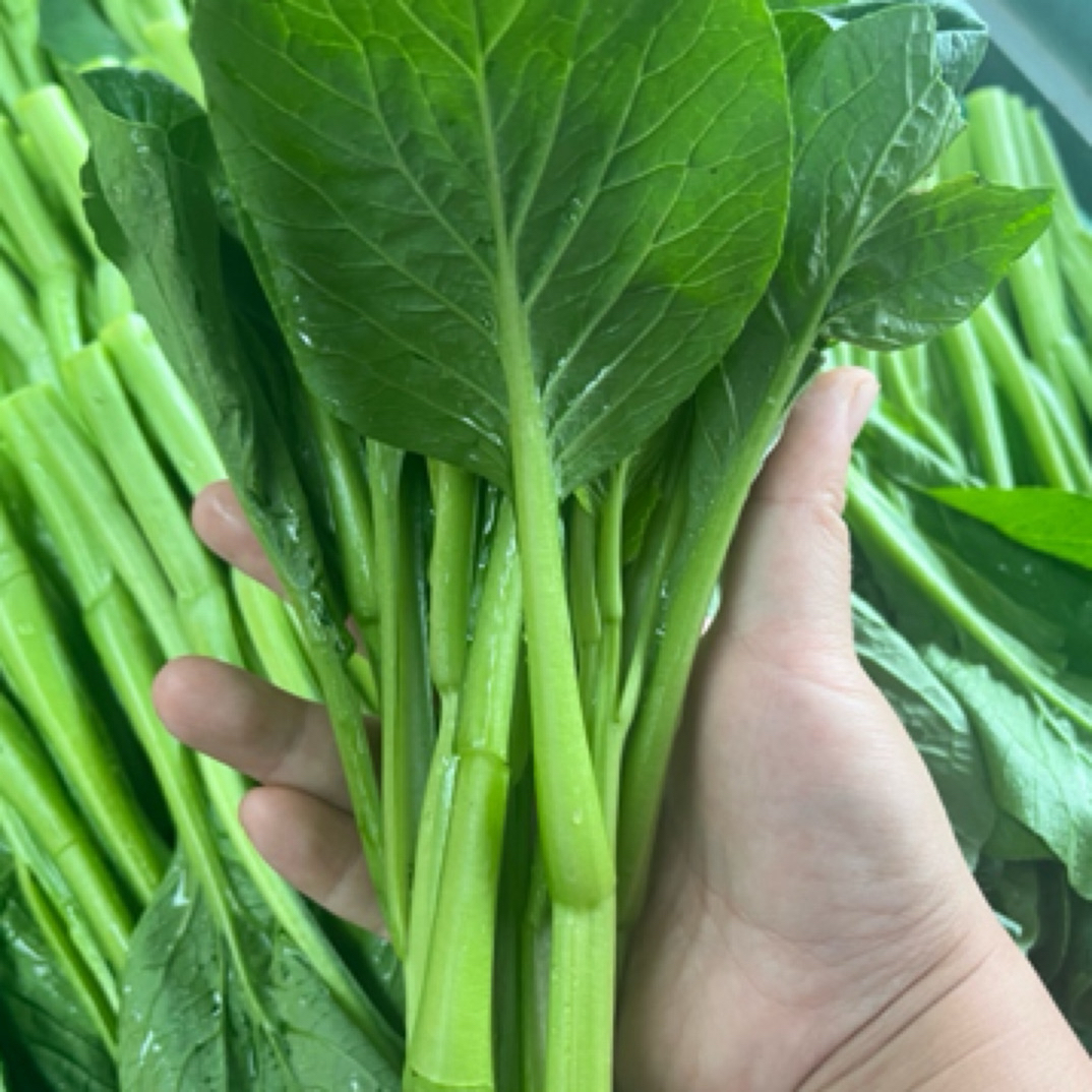 天津本地 菜心2斤装 泡沫箱加冰 顺丰包邮菜心