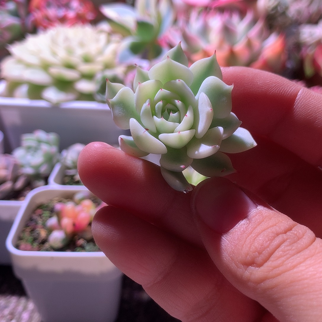 松果红爪覆轮锦有杆子