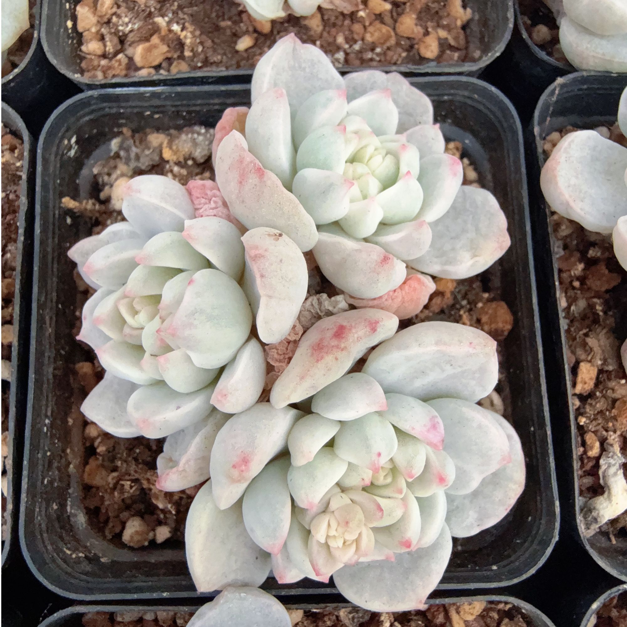 70#3-4头石化香草锦有砍（4-7cm）脱土