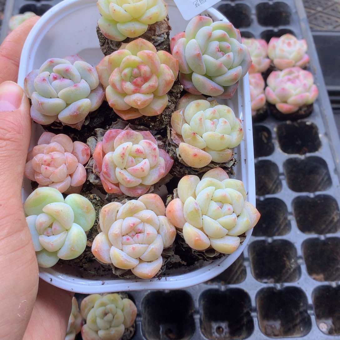 反反复复还是会有的117