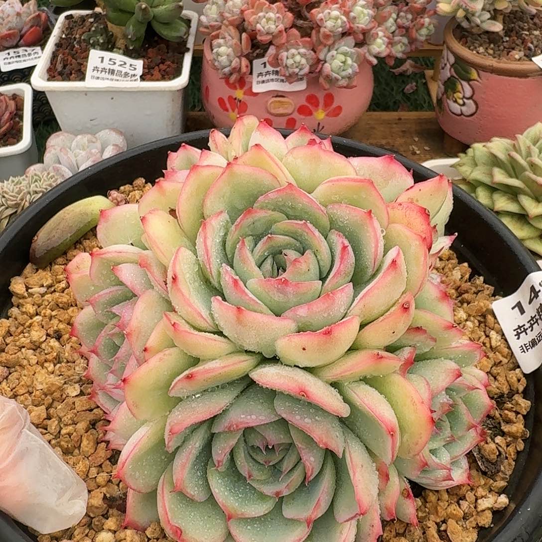 1499一物一拍（满28包邮）