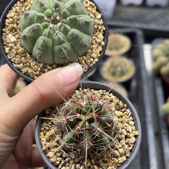 大统领➕一本刺组合