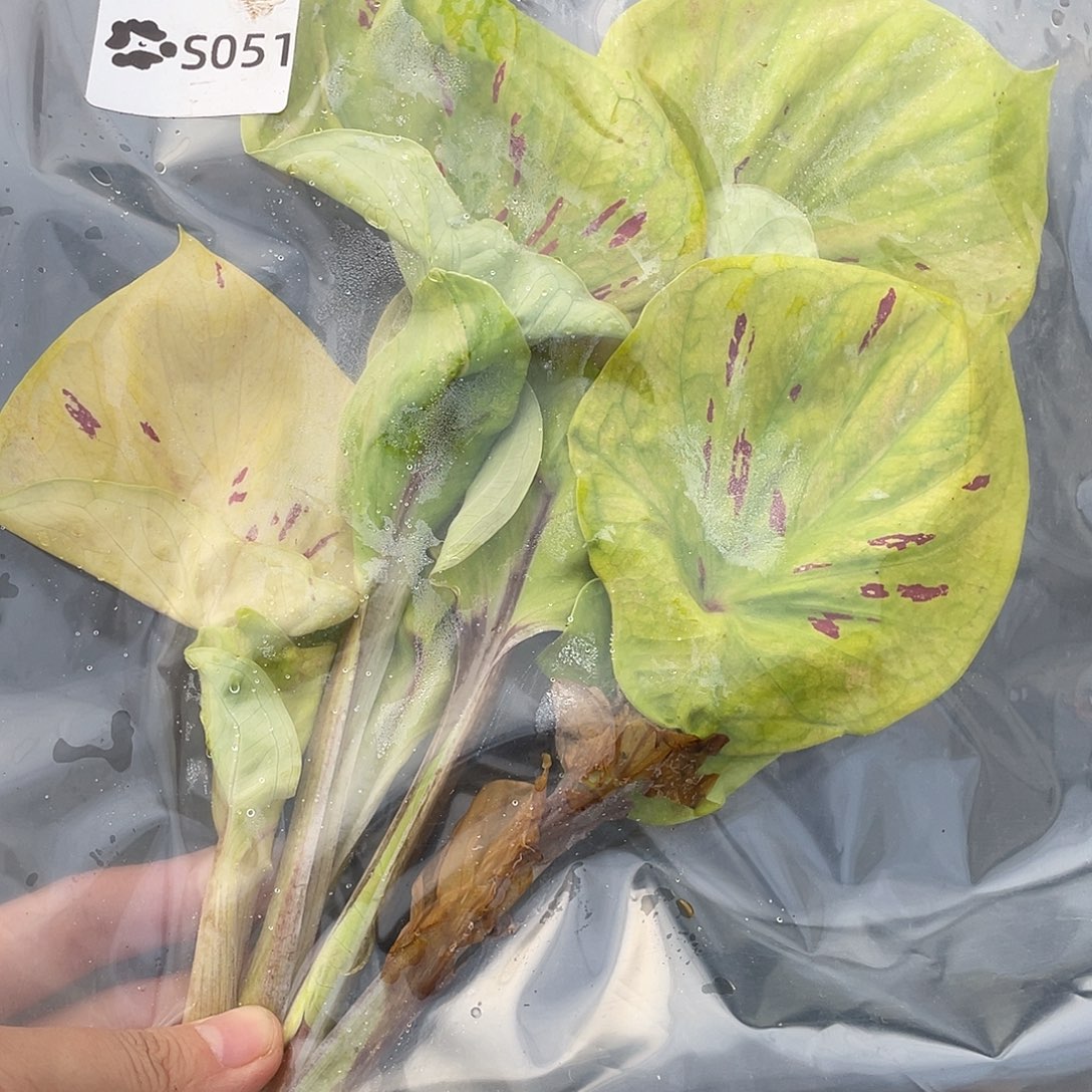 完全开放S051水瓶座袋装