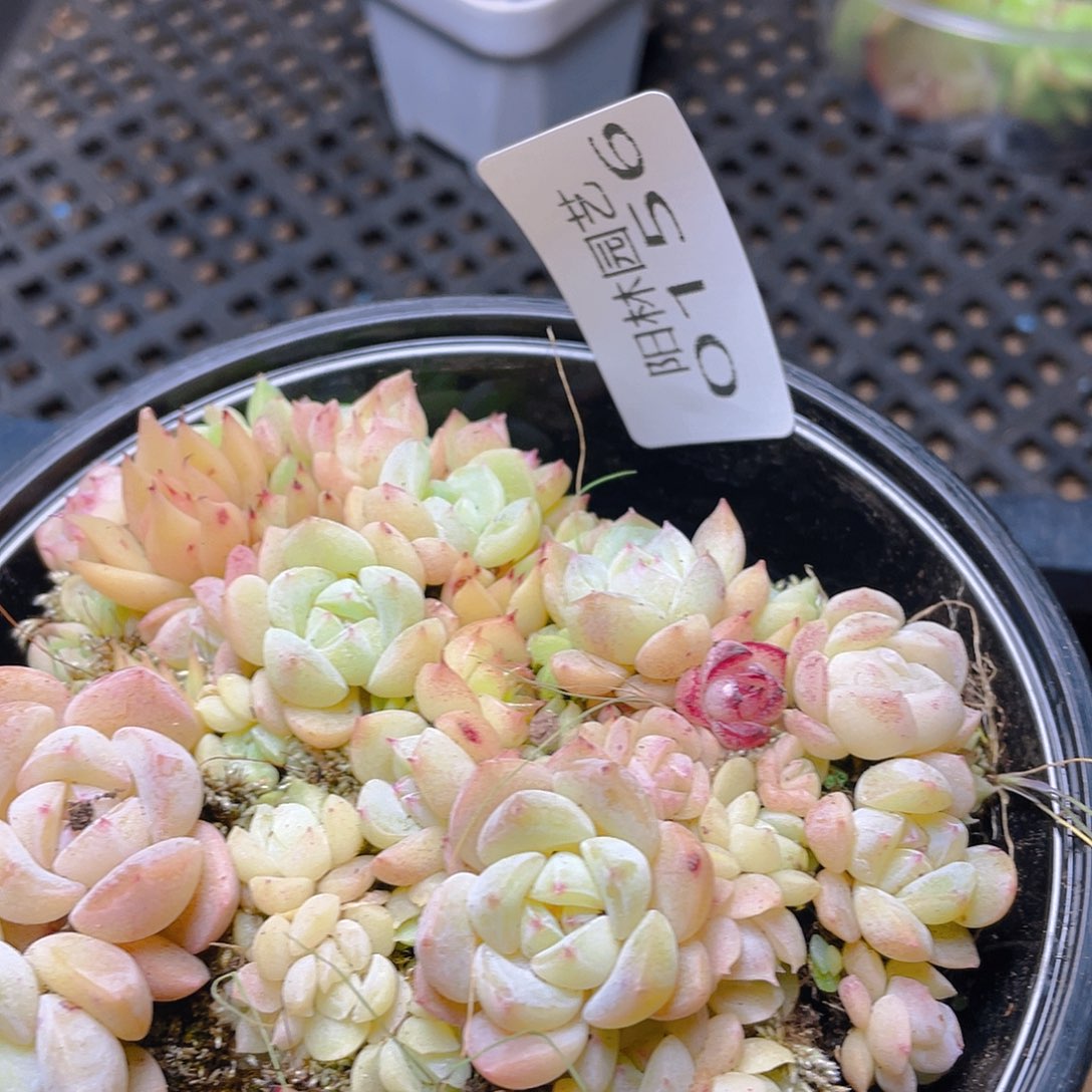 多肉植物多肉植物156