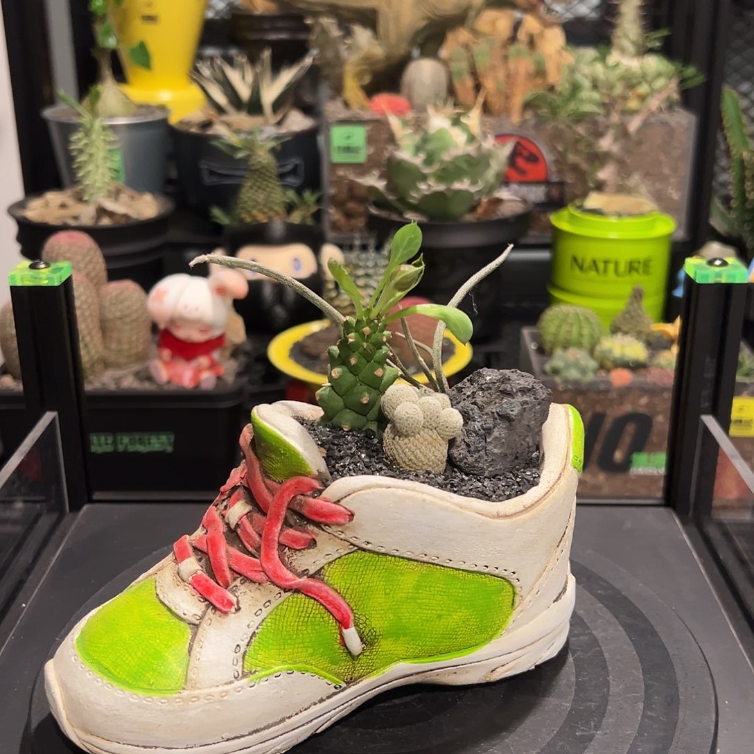 潮流植物组合一物一拍