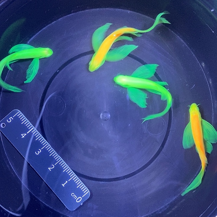 斑马鱼蝶翼斑马3.5-4厘米4条