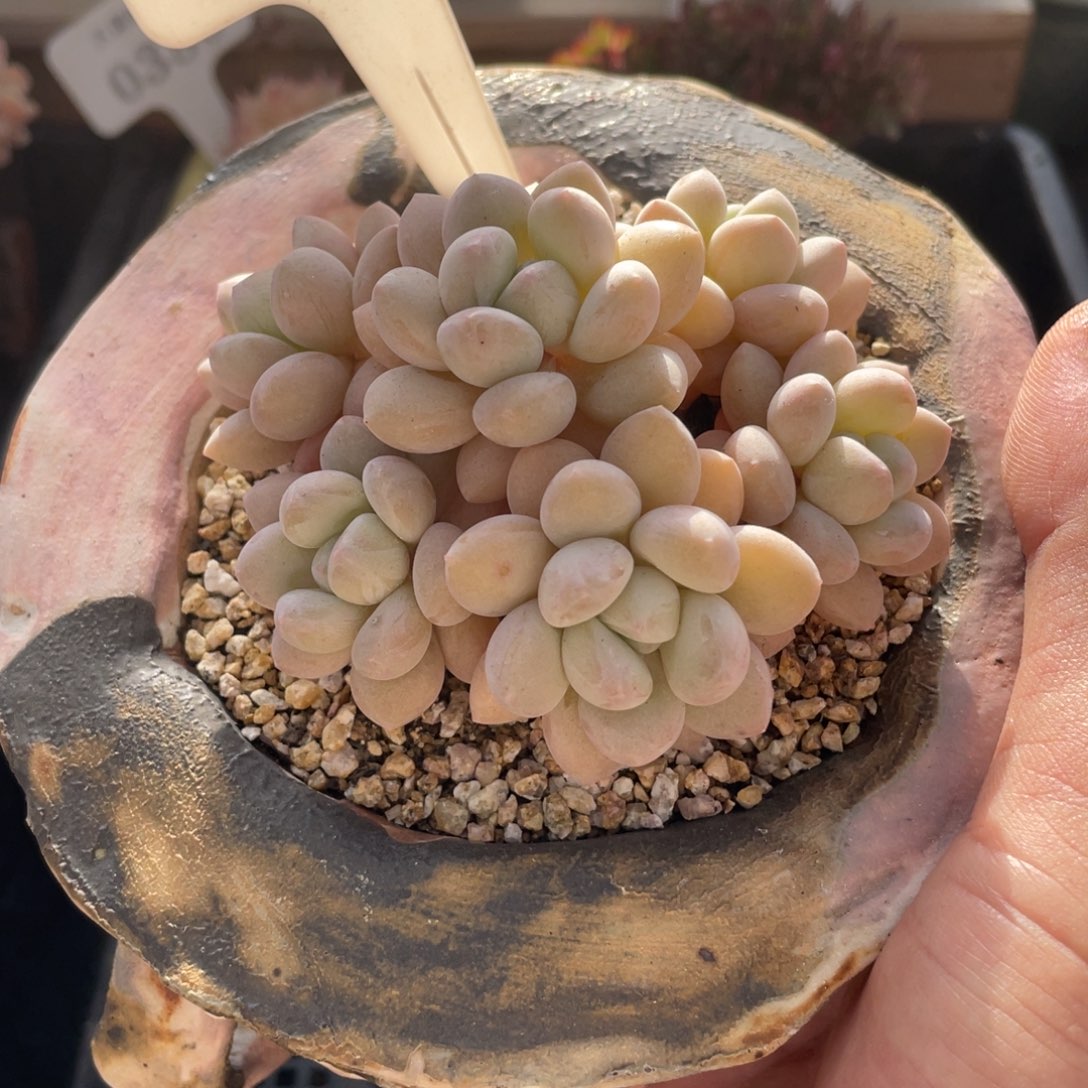 0062泡泡糖不带盆9厘米