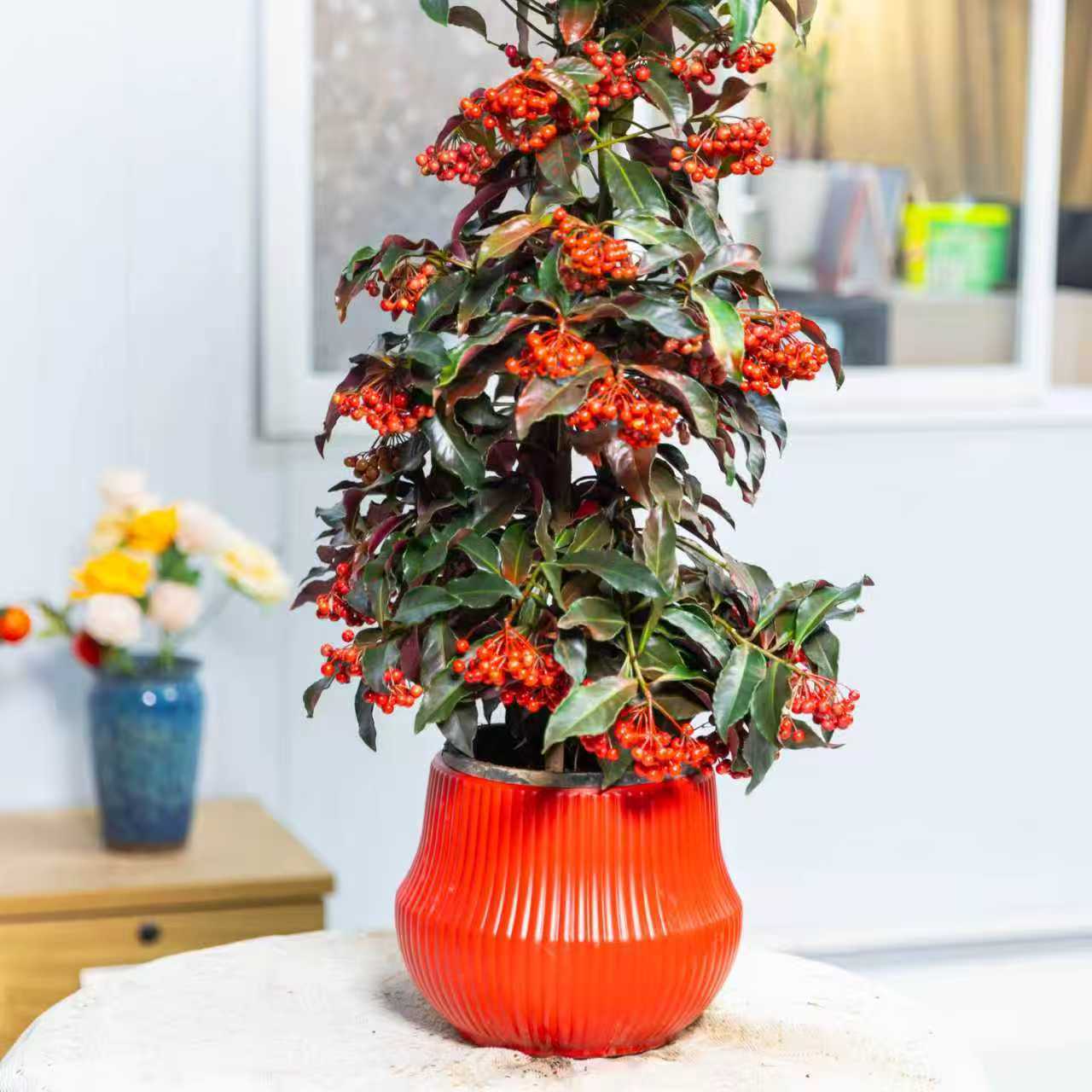 带果富贵籽盆栽金玉满堂室内客厅好养绿植D