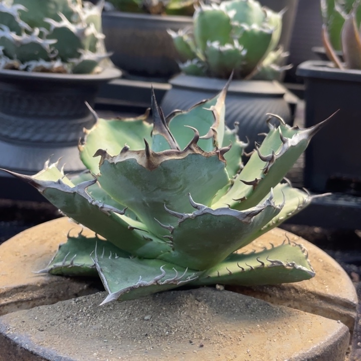 【闪购商品】黑犀牛。    孤品