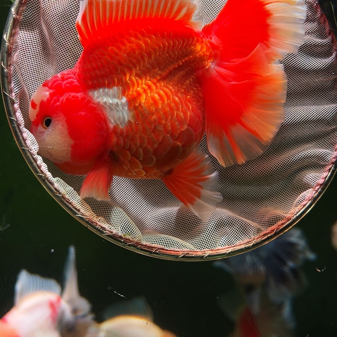 金鱼百褶泰狮冷水金鱼