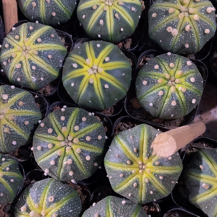 处理一波星兜锦4.8带盆