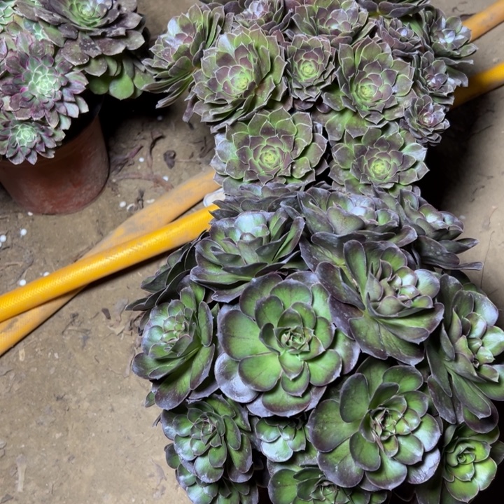 吉***意多肉植物黑色万圣节10