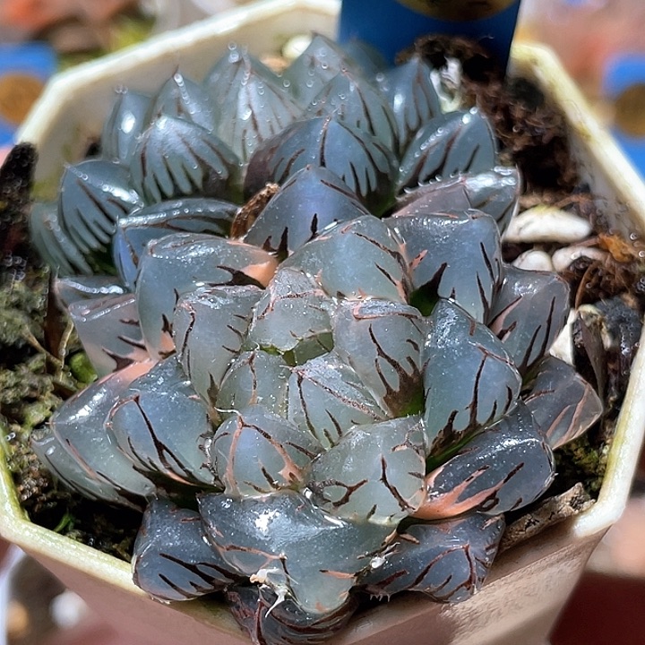 793水中月錦特選福利