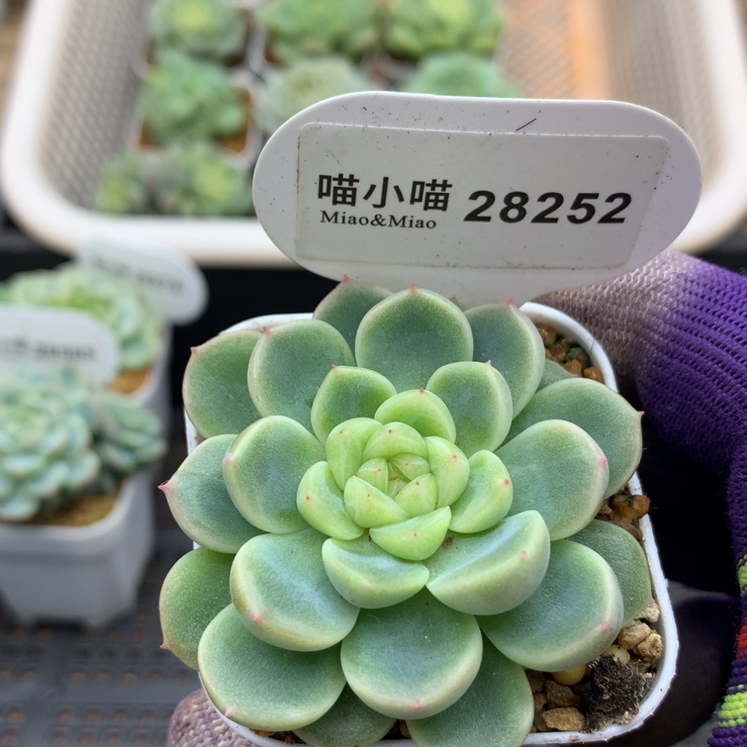 多肉植物杂交珍妮