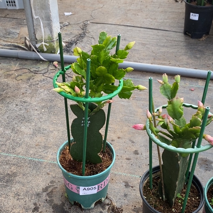 大部分花苞少量开放905嫁接三色重版