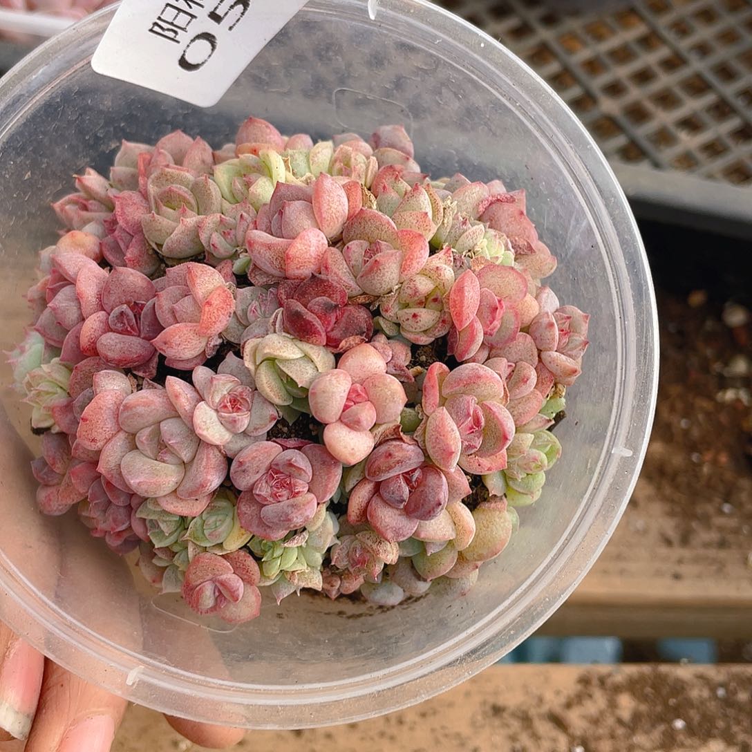 多肉植物多肉植物511