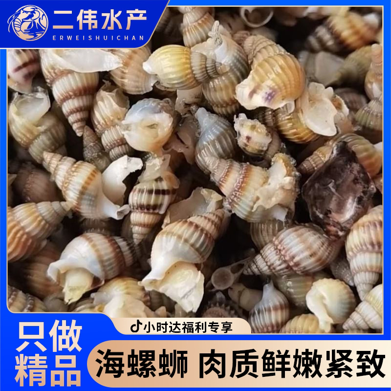 《二伟水产品质之选》海锥锥39.9三斤（顺丰包邮）
