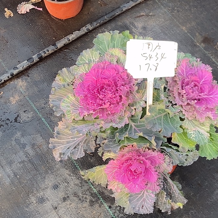 羽衣甘蓝种子1200左右